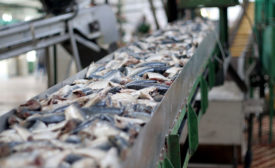 fish production