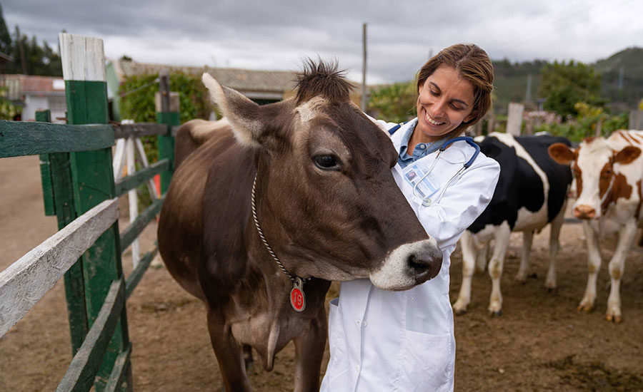 Cow and vet