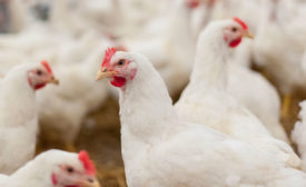 white hens conversing