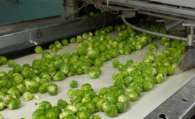 Brussel Sprouts