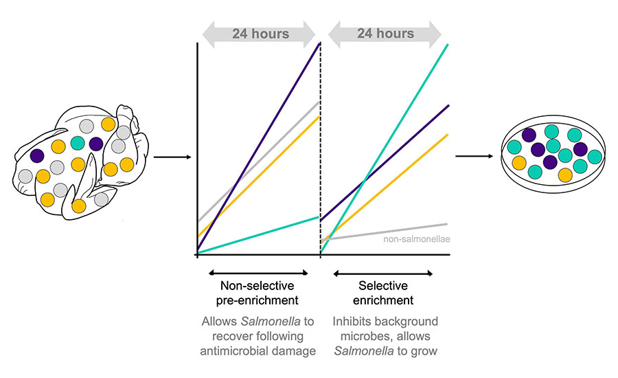 Differences in growth rates and media bias can skew which Salmonella serovars are isolated. Under non-selective growth (e.g., in BPW), the purple serovar outcompetes other serovars. 