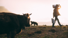 a farm at sunrise with cow in foreground and person carrying milk jugs in background