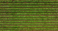 Aerial View of a Field of Lettuce