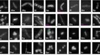 ancera clostridium TVB assays