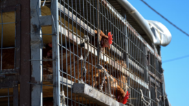 chickens in transport vehicle