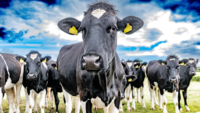 cow herd in field looking at camera