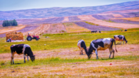 farm landscape with cows in foreground and tractor and crops in background