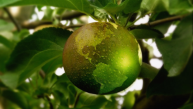 fruit edited to look like planet earth hanging from a tree branch