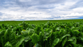 large lettuce field