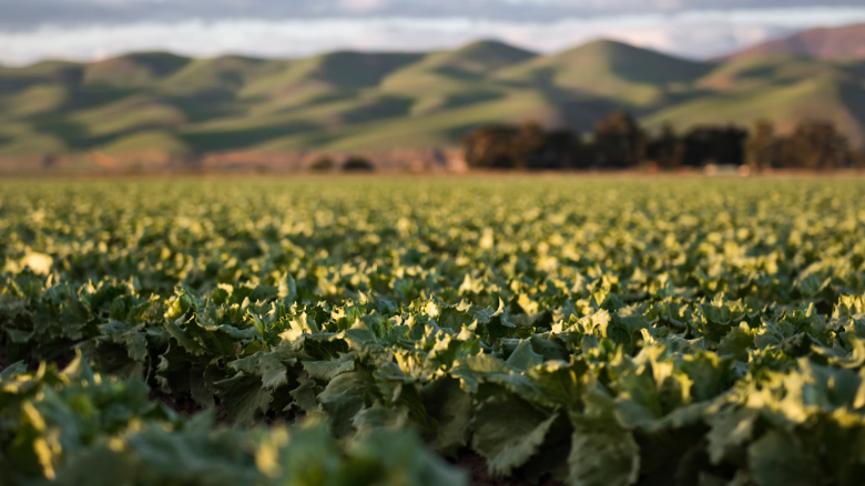 leafy greens growing california