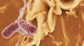 orange and red picture of salmonella