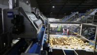 potato sorter in use