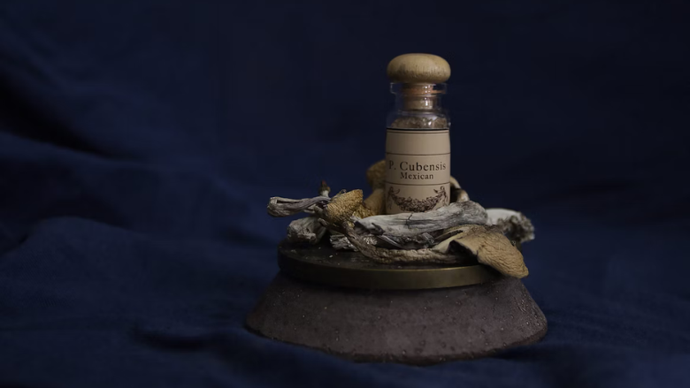 small jar that says p. cubensis surrounded by dry p. cubensis mushroom caps