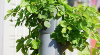 strawberries growing on a pipe