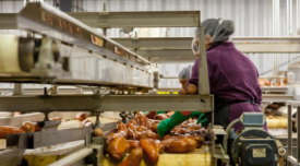 two workers cleaning sweet potatoes on a conveyor belt in a processing plant