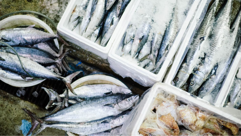 variety of fresh caught fish on ice